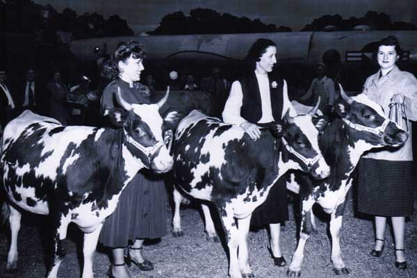 Betty at cow show
